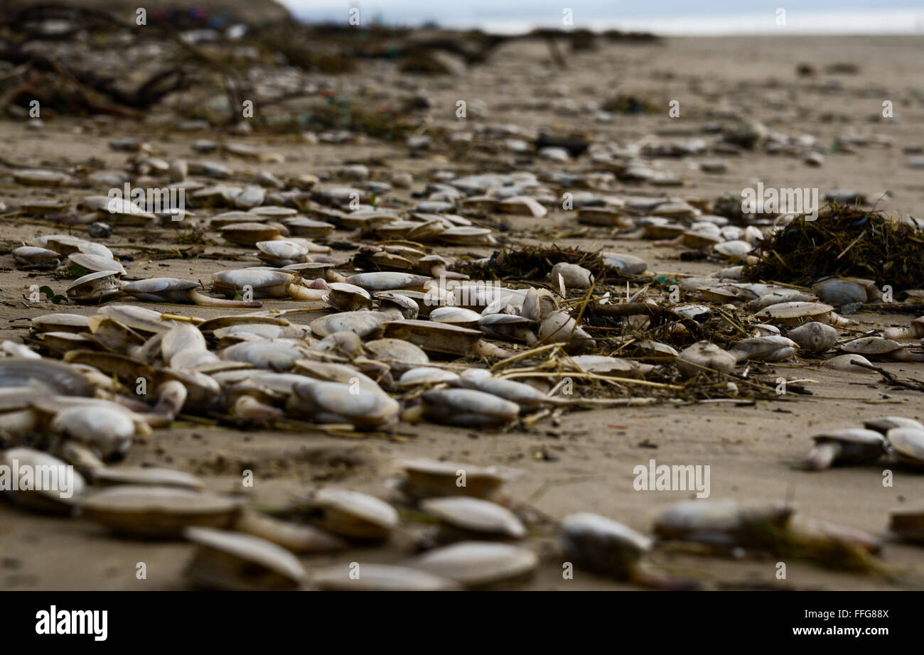South Wales, UK. Feb 13, 2016. Le résultat de ces coups de vent et les hautes marées laissent une traînée de pollution, y compris les plastiques, échoués sur les sables bitumineux Pembrey (Cefn Sidan), Pembrey Country Park, près de Llanelli, Carmarthenshire, Pays de Galles, Royaume-Uni. Au milieu des débris sont Soft-Shell palourdes ou sable Gapers (Mya arenaria) de la baie de Carmarthen, également bloqués par la marée haute. © Algis Motuza/Alamy Live News Crédit : Algis Motuza/Alamy Live News Banque D'Images