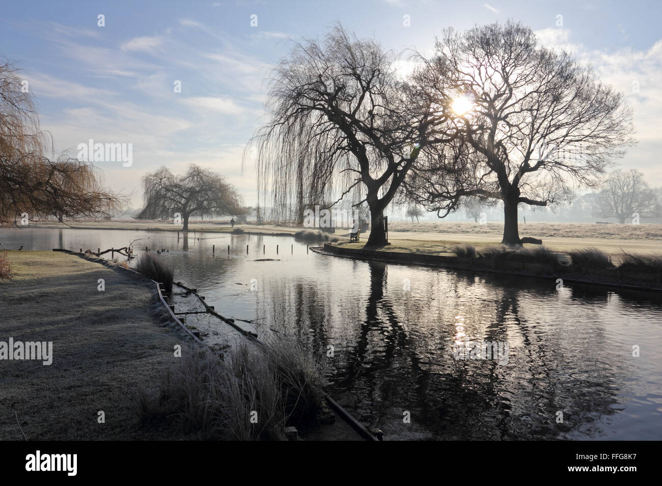 Matin brumeux froid Bushy Park, Londres, UK. Banque D'Images