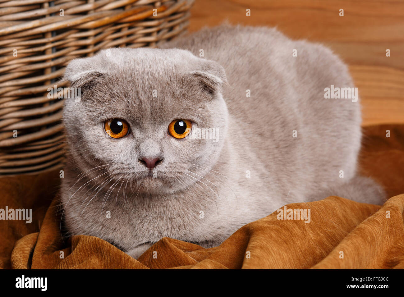 Chat Gris Avec Des Yeux Jaunes Scottish Fold Photo Stock Alamy Chat Gris Avec Des Yeux Jaunes Scottish Fold Photo Stock Alamy