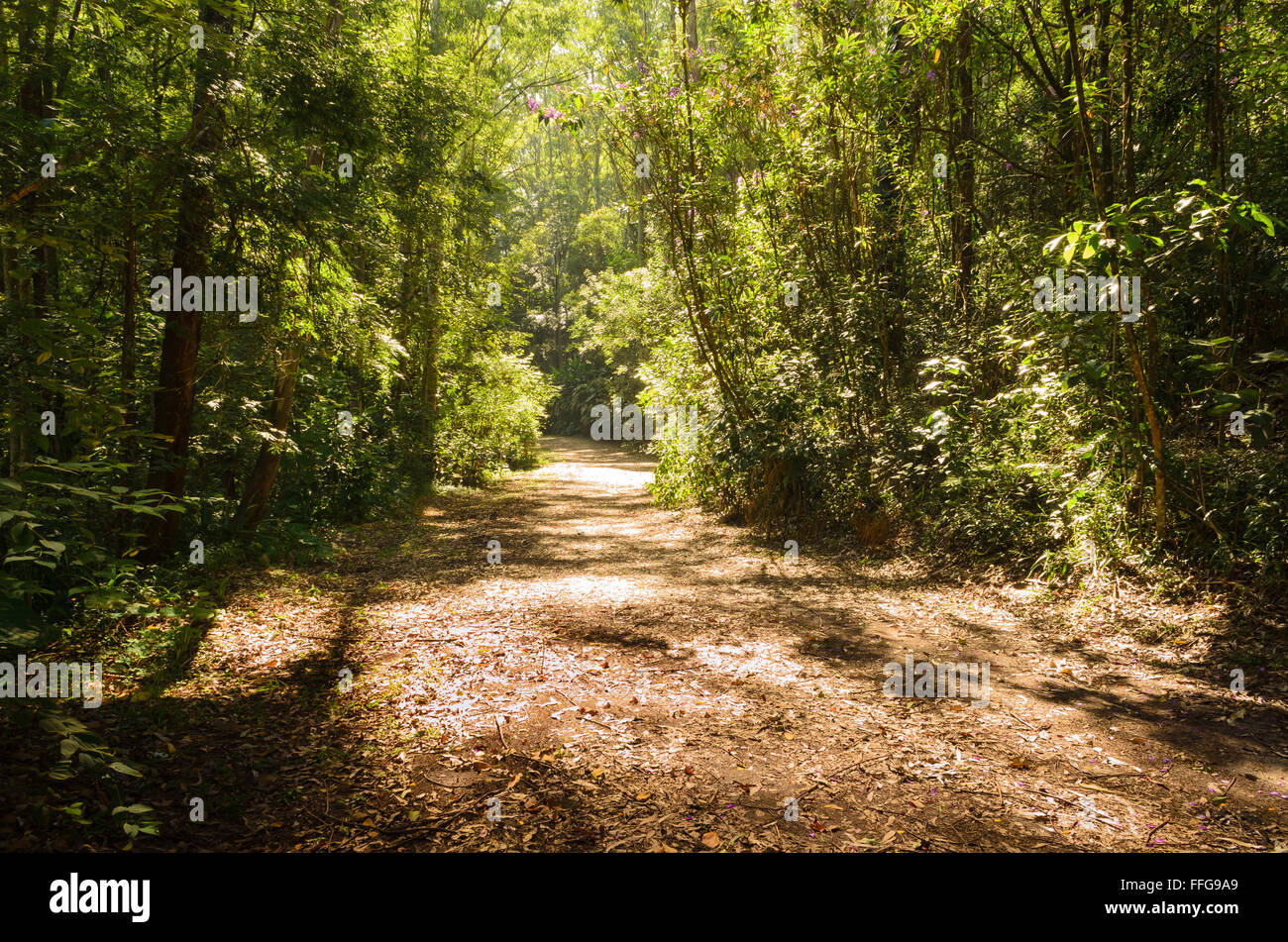 Sentier entre les arbres en vert forêt sombre Banque D'Images