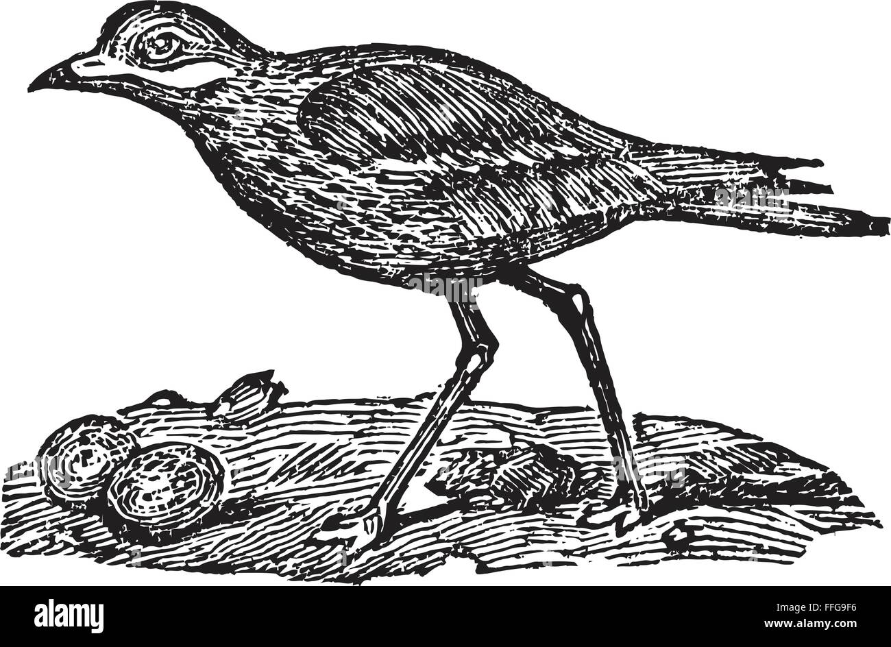 Oedicnème criard (Burhinus bistriatus), illustration de l'Encyclopédie Soviétique, 1926 Illustration de Vecteur