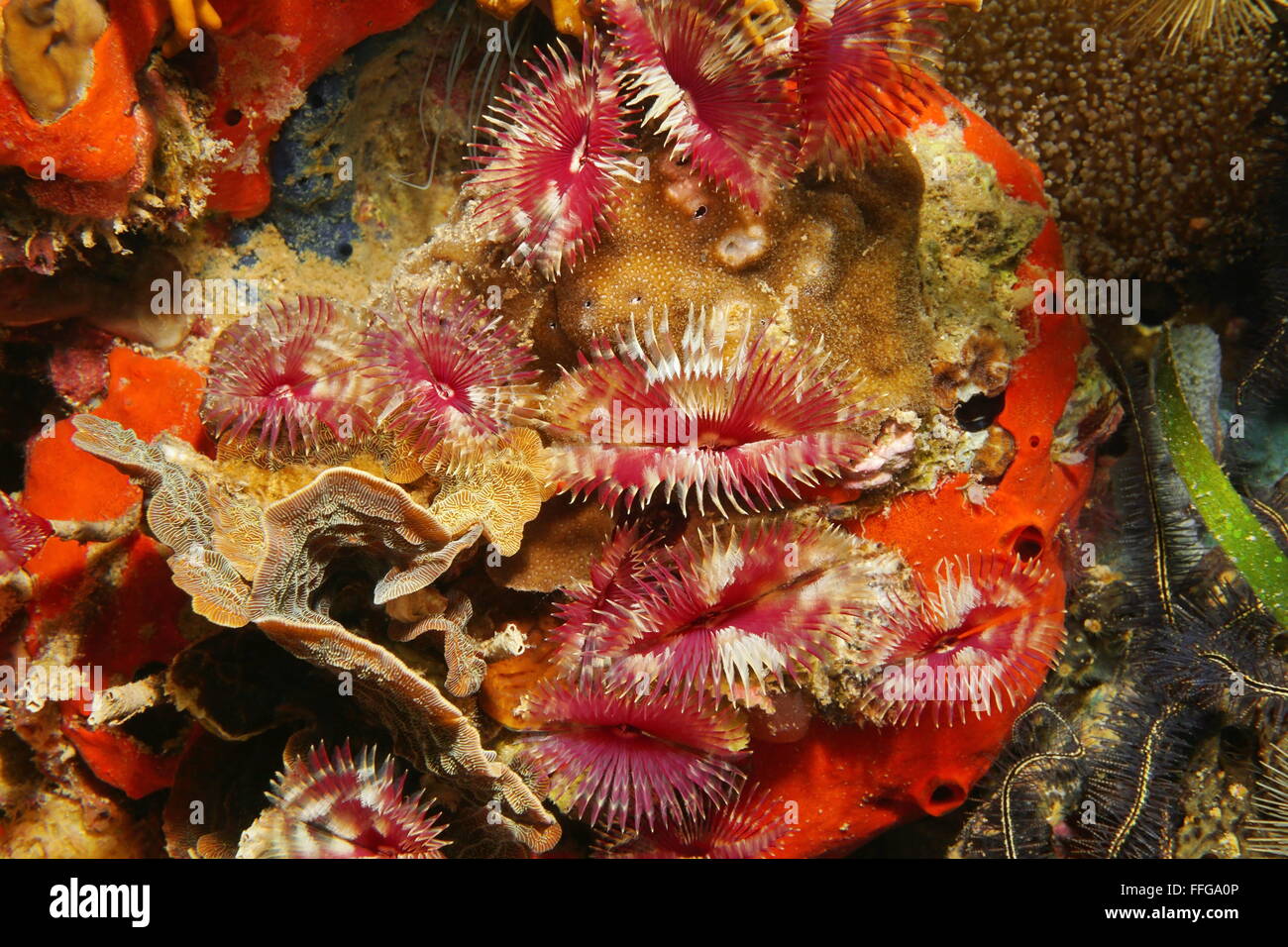 La vie marine sous-marine colorée, split-couronne plumeau vers, Anamobaea oerstedi, sur un récif de corail, mer des Caraïbes Banque D'Images