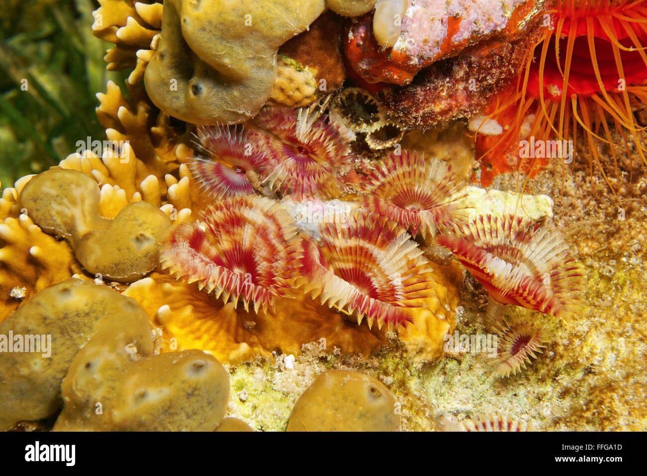 Plusieurs de vers marins, split-couronne Feather Duster worm, Anamobaea oerstedi, sur un récif de la mer des Caraïbes Banque D'Images