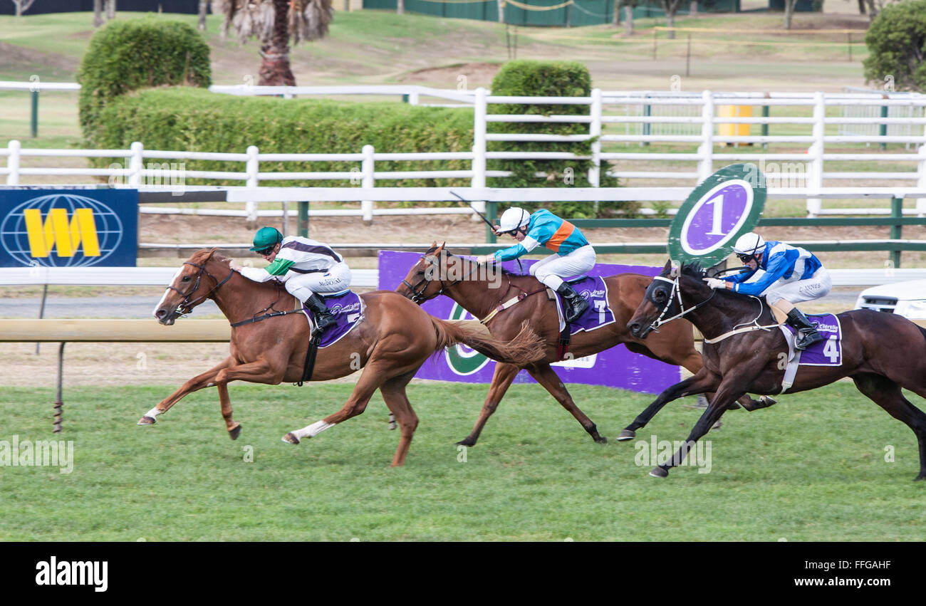 Course de chevaux à Ellerslie Auckland,réunion, Nouvelle-Zélande Banque D'Images