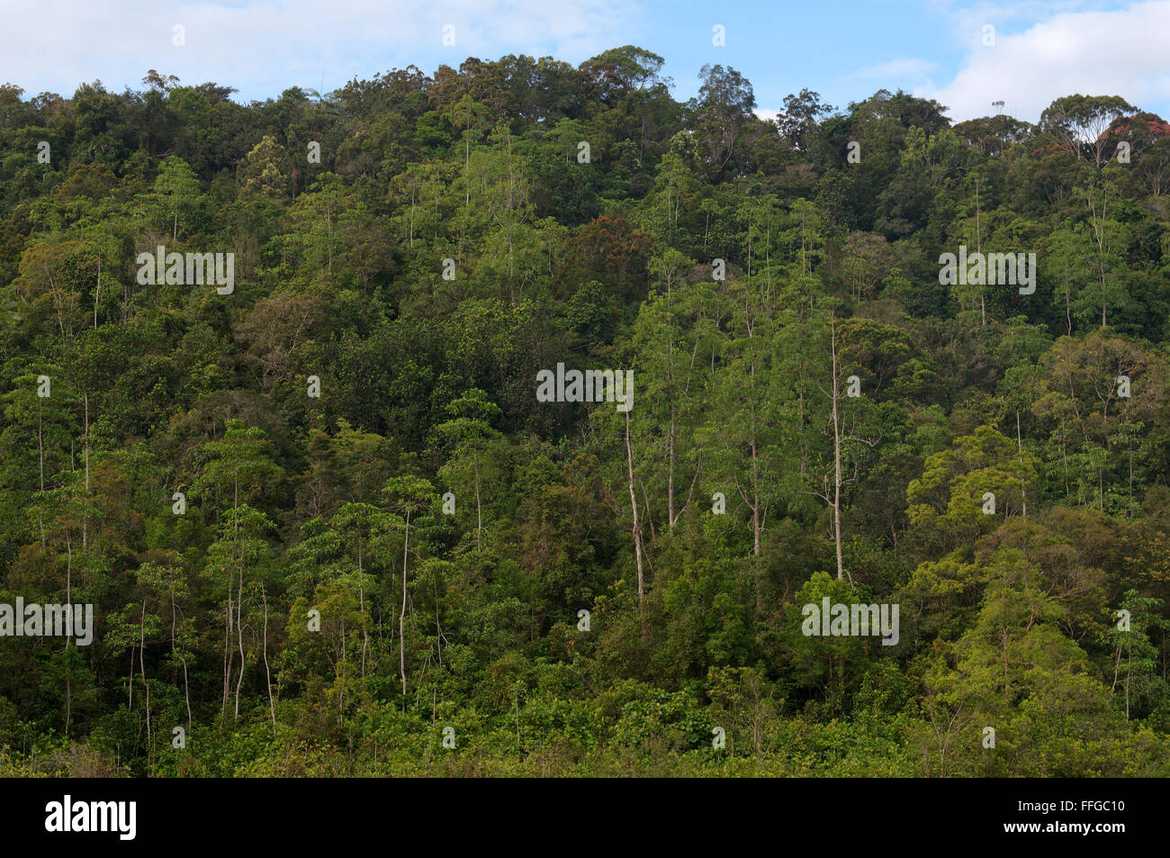 Réserve forestière de Sinharaja, Sinharaja, Sri Lanka, en Asie du Sud Banque D'Images