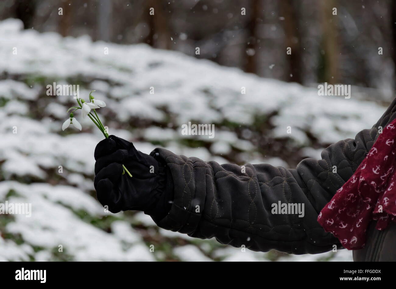 Snowdrop fleur en femme part en hiver, Sofia, Bulgarie Banque D'Images
