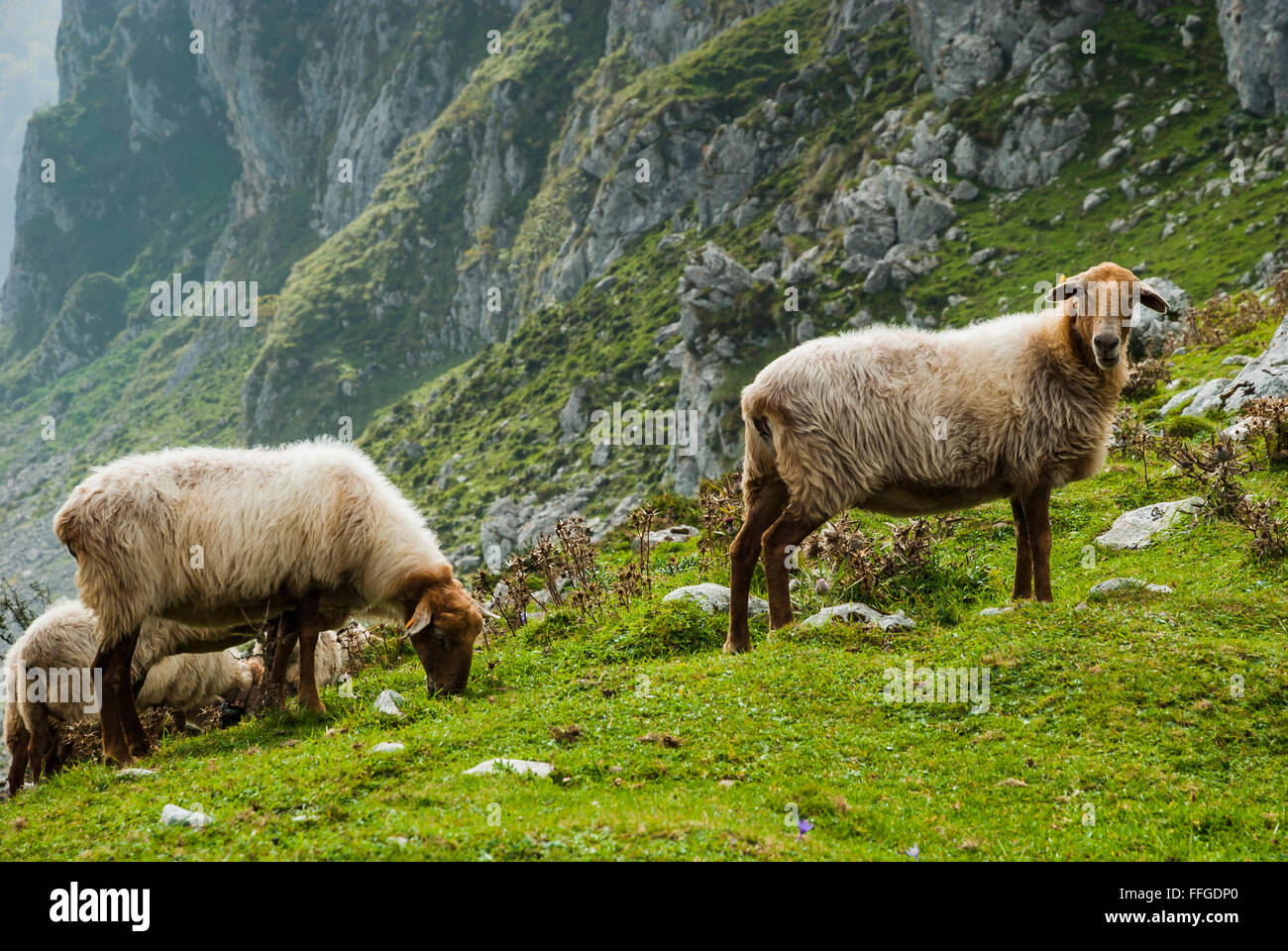 Des moutons paissant autour des Lacs de Covadonga. Asturias, Espagne Banque D'Images