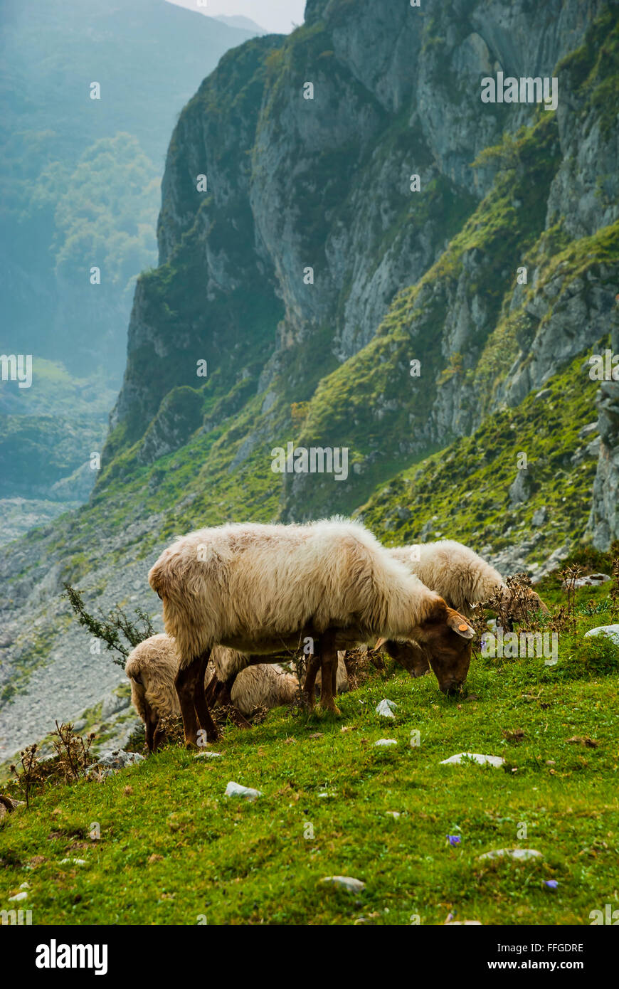 Des moutons paissant autour des Lacs de Covadonga. Asturias, Espagne Banque D'Images