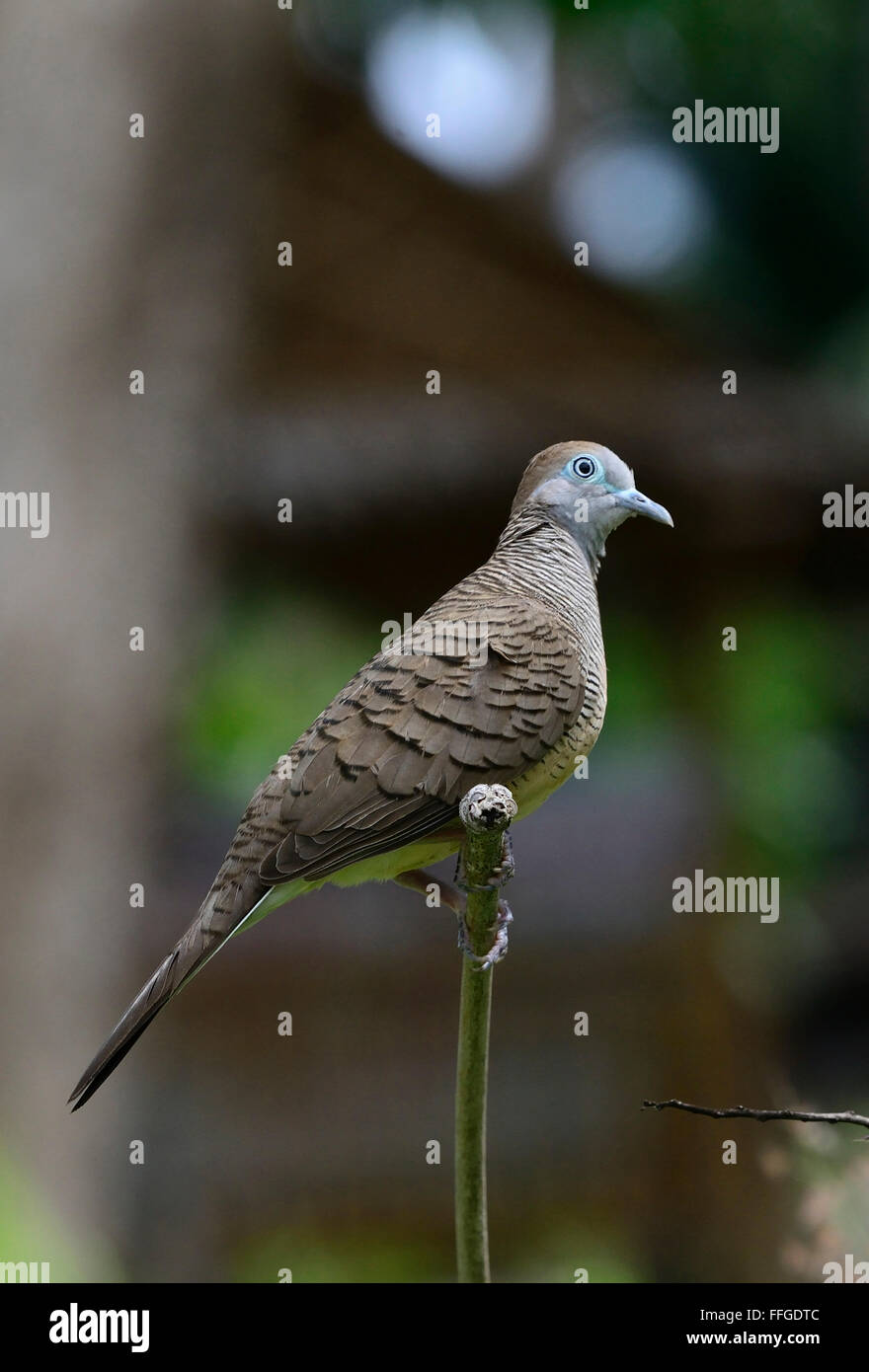 Zebra dove, (Geopelia striata) ,seul oiseau assis sur une branche, Koh Samui, Thaïlande Banque D'Images