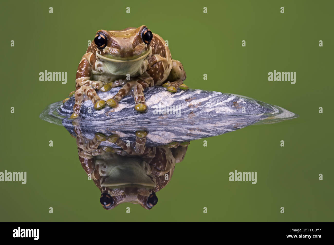 Amazon Grenouille Lait (Trachycephalus Resinifictrix) Banque D'Images