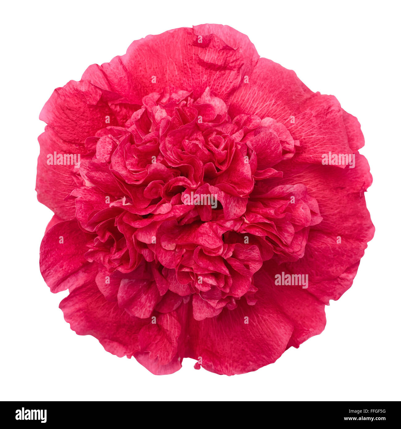 La pivoine rouge flower isolated with clipping path Banque D'Images