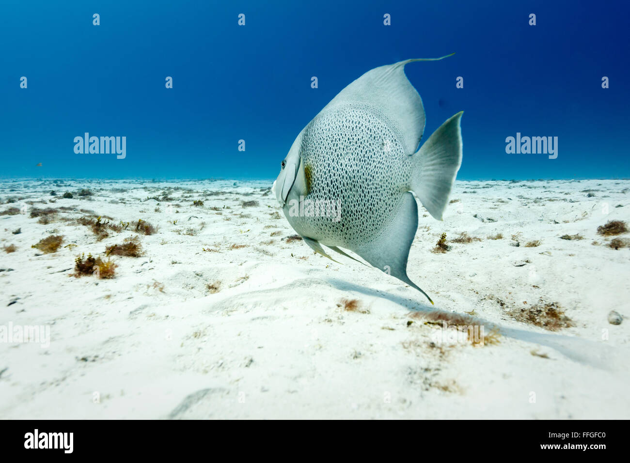 Gray angelfish pomacanthus arcautus nage au-dessus du sable blanc dans la mer des Caraïbes Banque D'Images