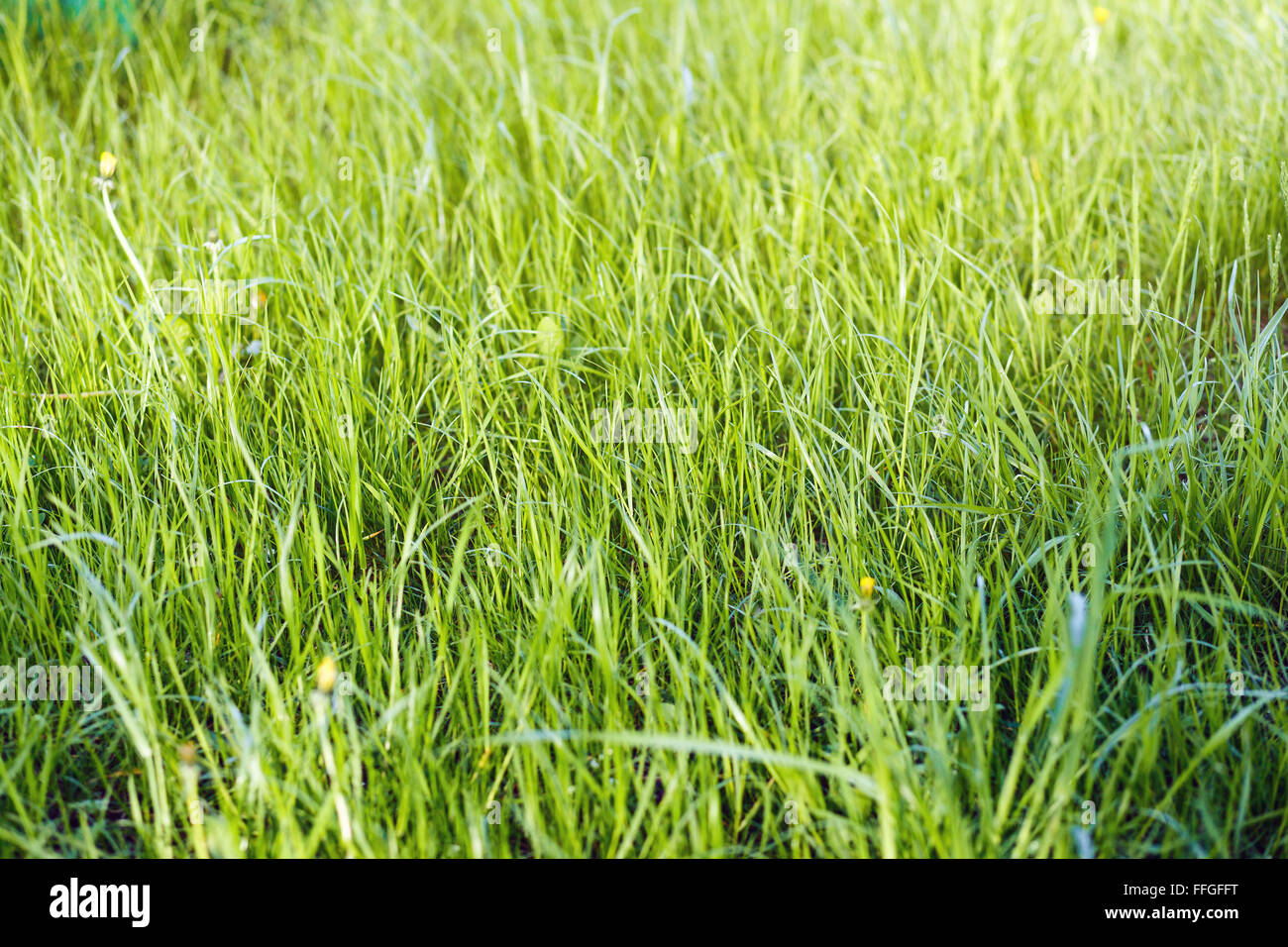 Beau fond d'herbe verte, le printemps Banque D'Images