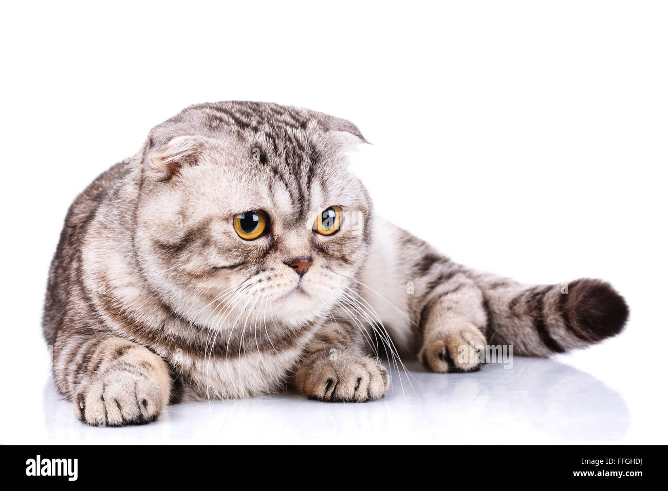 Scottish Fold cat bicolor bandes sur fond blanc Banque D'Images