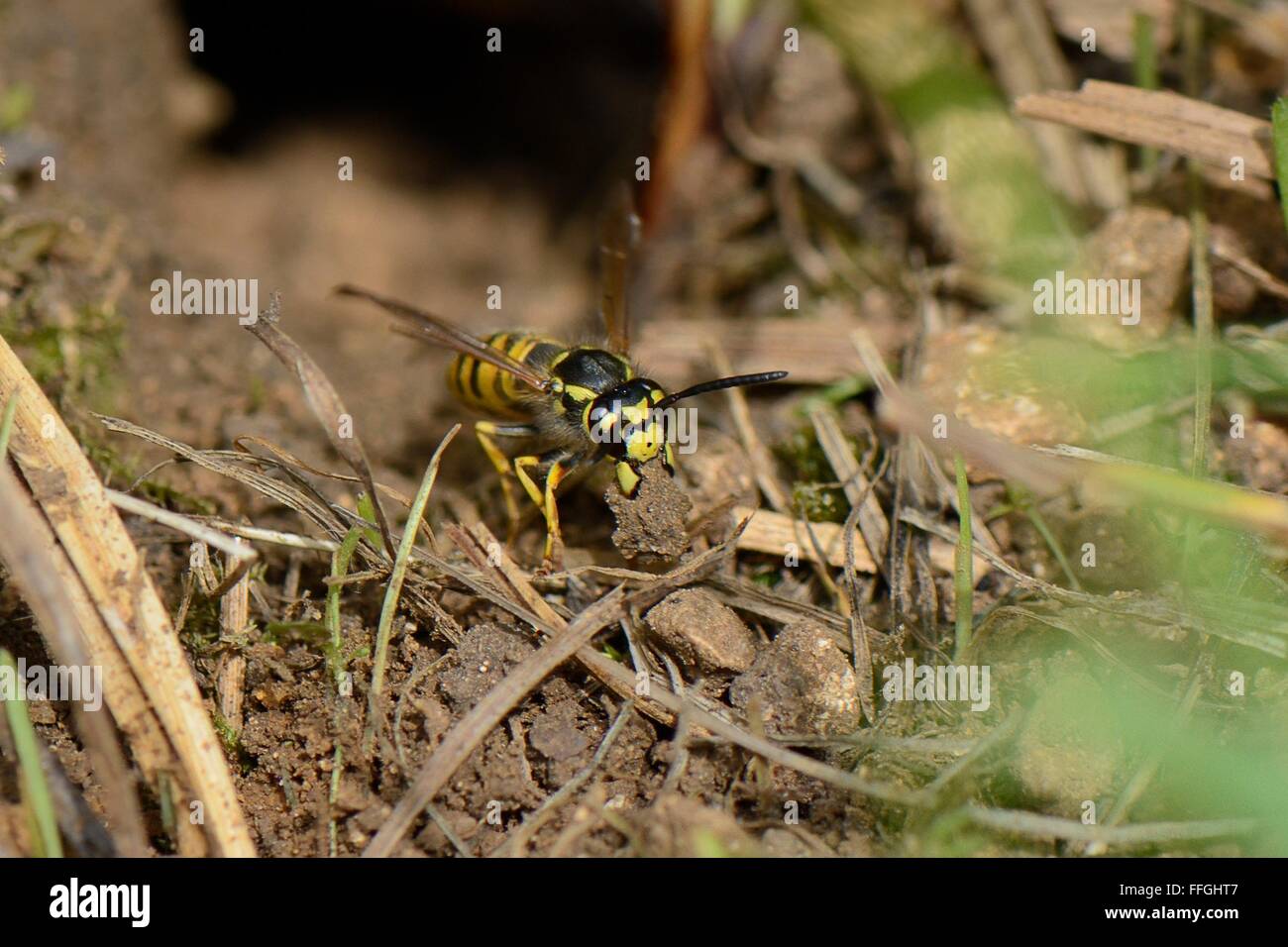 Allemand / guêpe européenne (Vespula germanica) le creusement d'une cavité de nidification et de transporter une balle de terre à déposer à l'extérieur. Banque D'Images