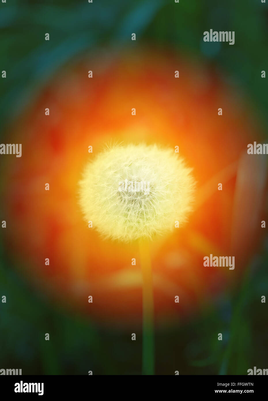 Close-up Un pissenlit blanc moelleux sur fond d'herbe Banque D'Images