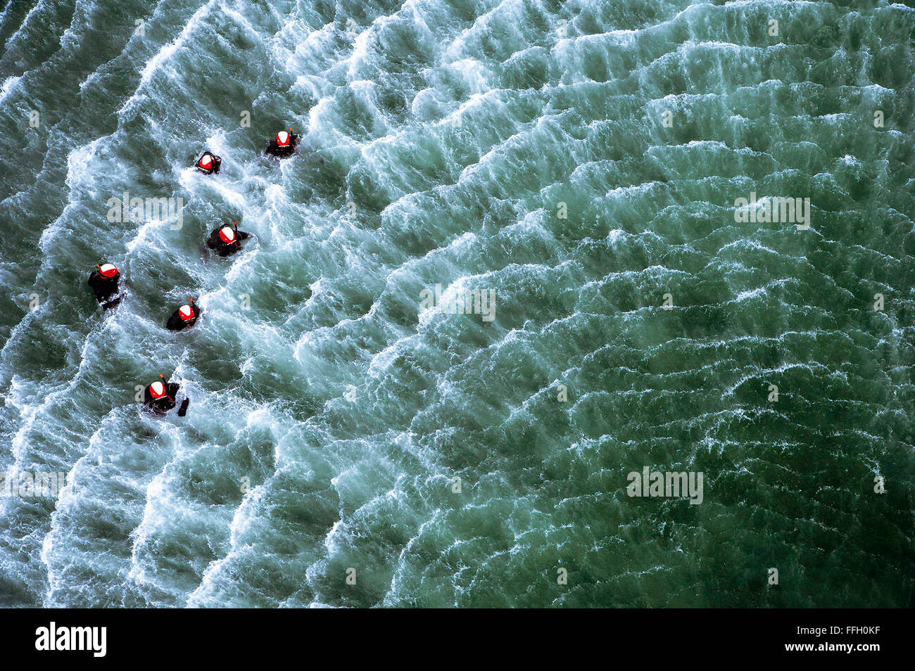 Un groupe de recherche marine et des nageurs dans les eaux froides d'attente de Coronado Bay, San Diego, Californie, le 15 mars 2012. Banque D'Images