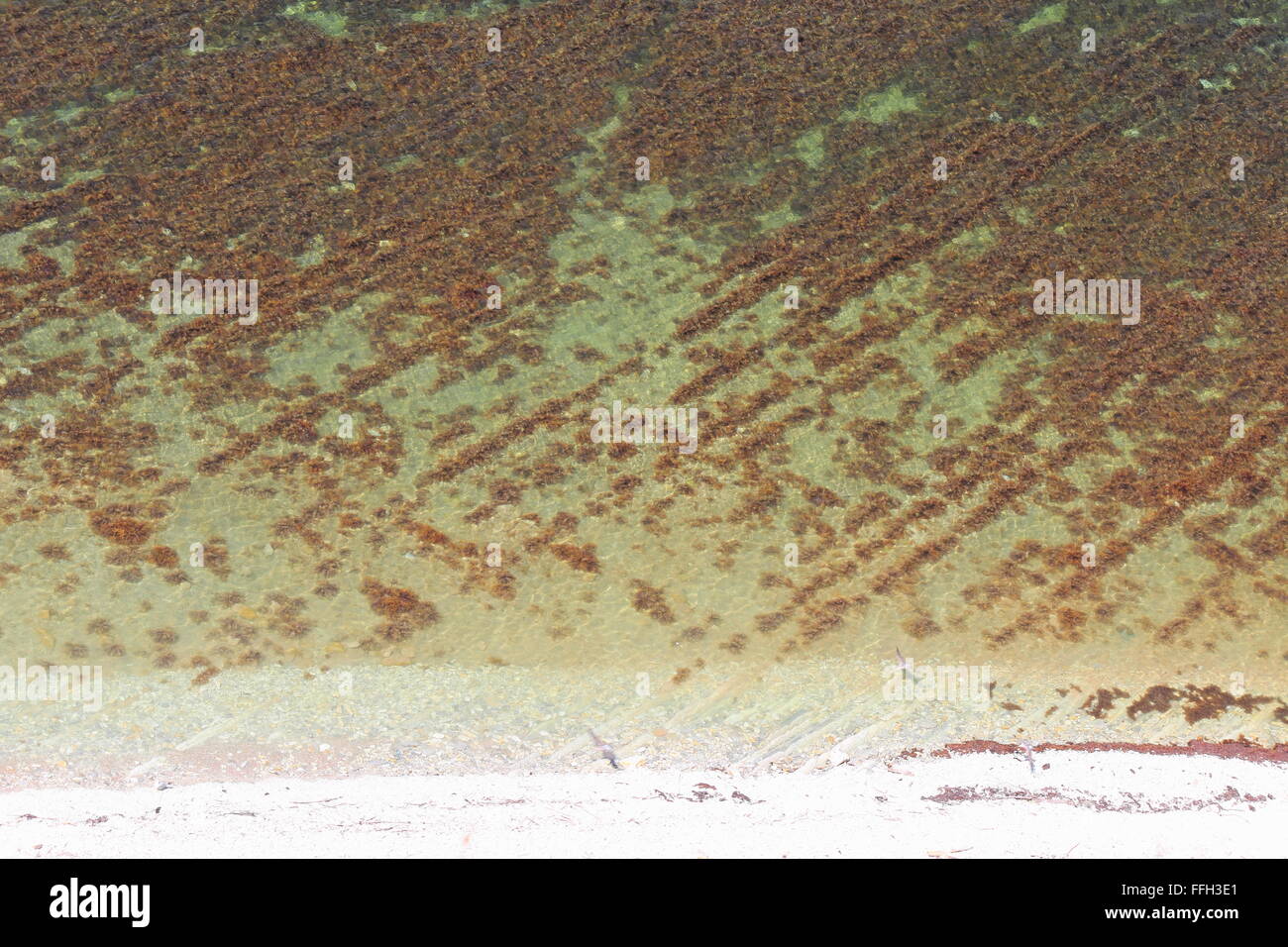 Vue depuis une haute montagne raide pente sur une partie côtière de la mer avec des bosquets d'algues brunes Banque D'Images