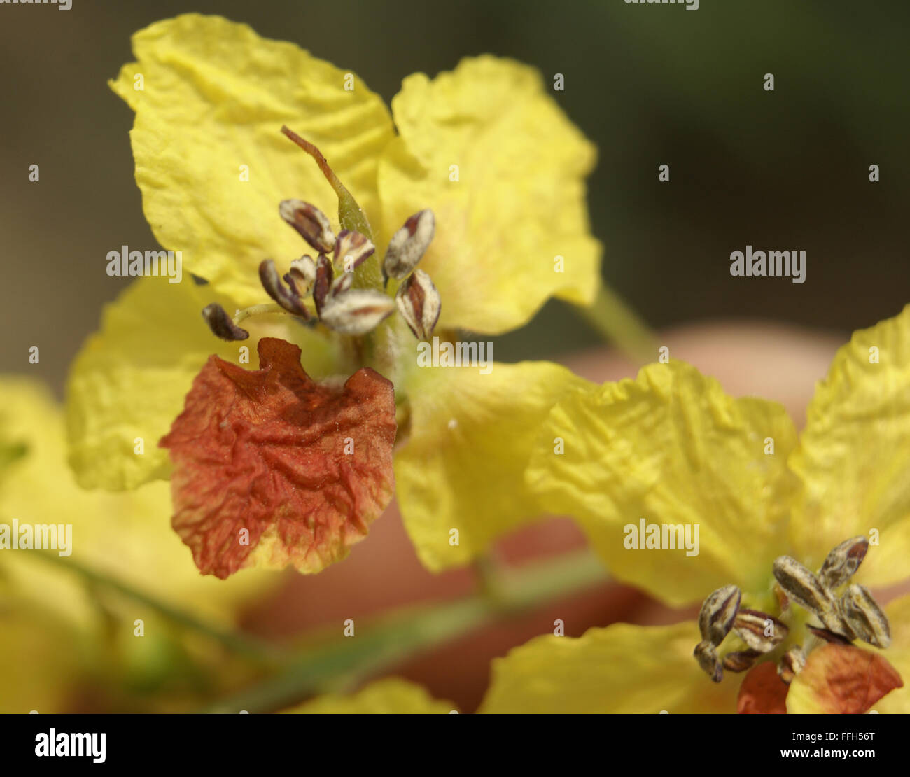 Parkinsonia aculeata, palo verde, l'arbuste ou petit arbre à feuilles, fleurs jaunes, rachis aplati, phyllodes Banque D'Images