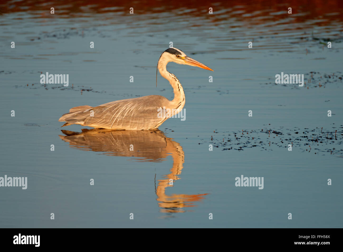 Héron cendré (Ardea cinerea) dans l'eau avec réflexion, Afrique du Sud Banque D'Images