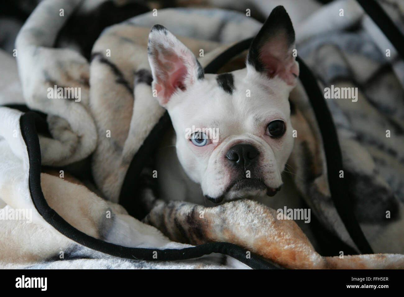 Boston Terrier Un froid aux yeux blue eye 1 Crédit : contrat cadre brun Luc Durda Banque D'Images