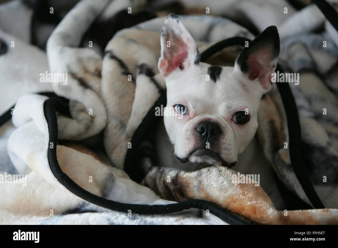 1 froid Blue Eyed Boston Terrier sous couverture Crédit : Luc Durda Banque D'Images