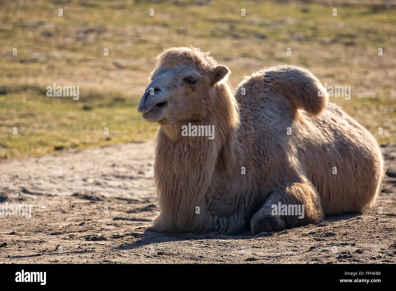 Camel dans la nature, dans une clairière Banque D'Images Camel dans la nature, dans une clairière Banque D'Images