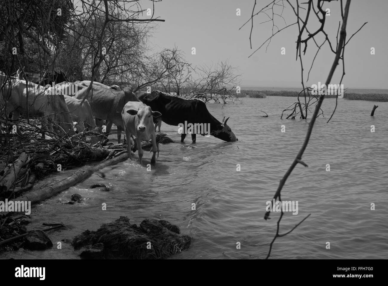 L'eau potable les vaches sur le côté d'un lac Banque D'Images