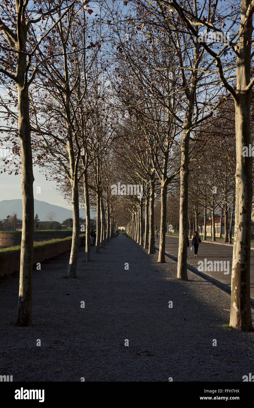 Chemin bordé d'arbres autour des murs de Lucca. Banque D'Images
