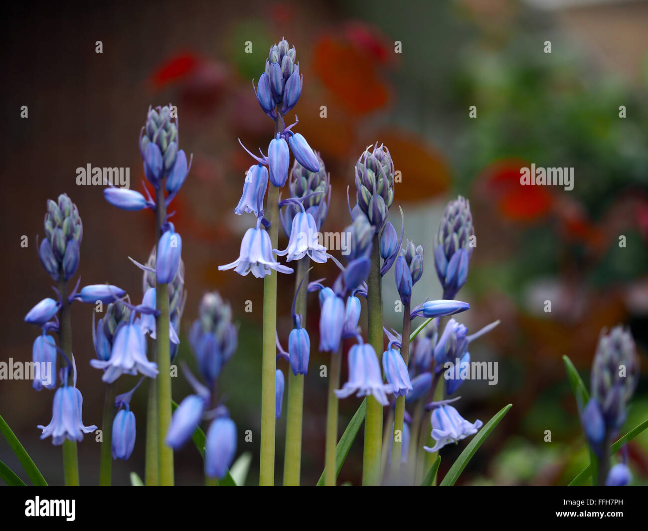Blue Bells Macro Fleurs jacinthes Banque D'Images