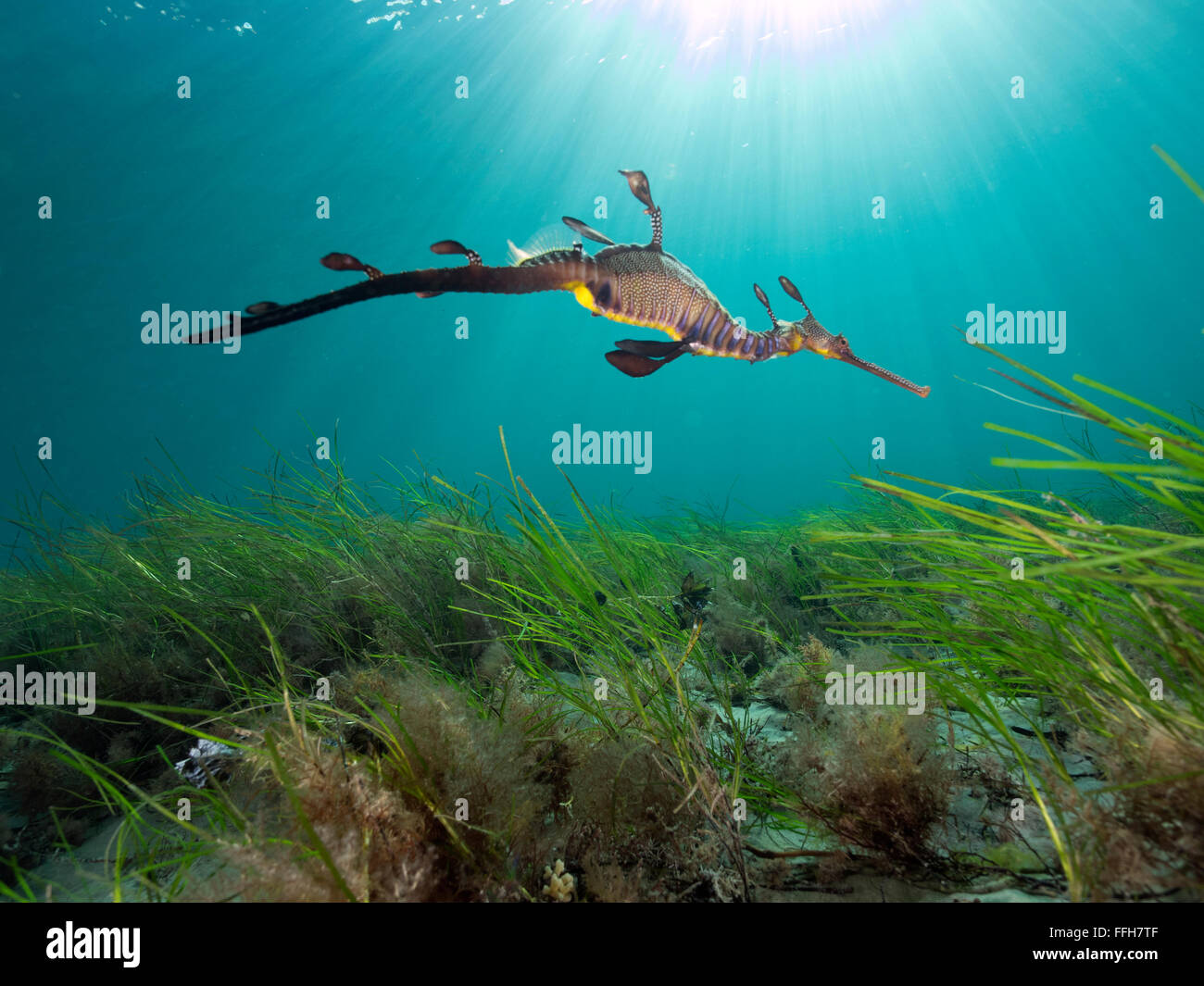 Une mauvaise herbe Dragon de mer Pier Flinders Australie Victoria Habitat naturel Banque D'Images