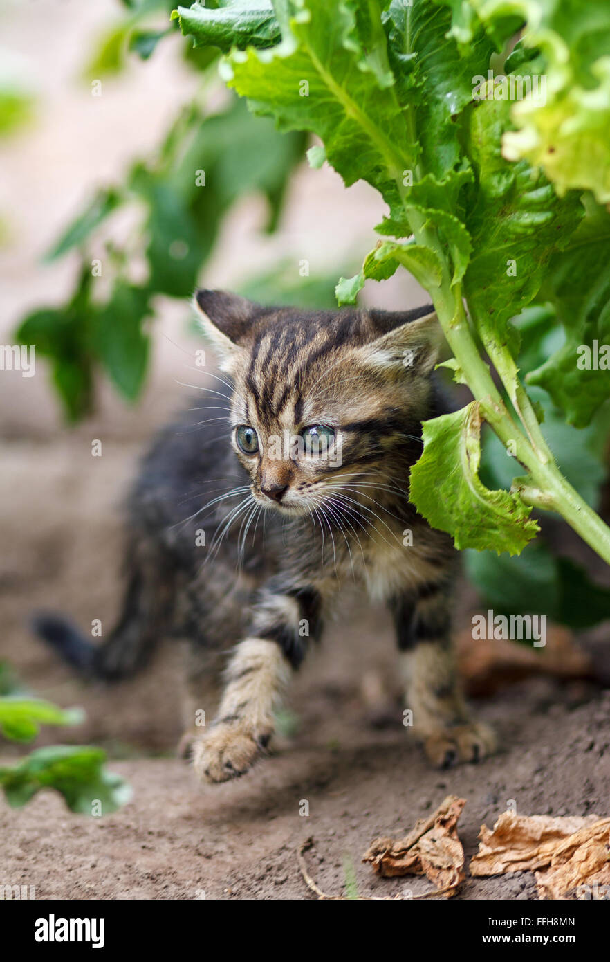 Petit Chaton marche sur le jardin Banque D'Images