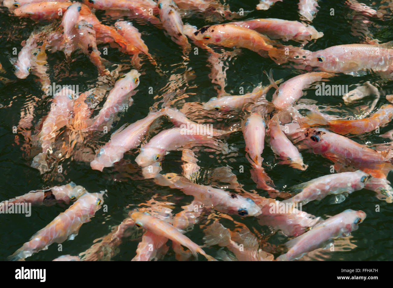 Une grande école de poisson Tilapia du Mozambique (Oreochromis mossambicus) Banque D'Images