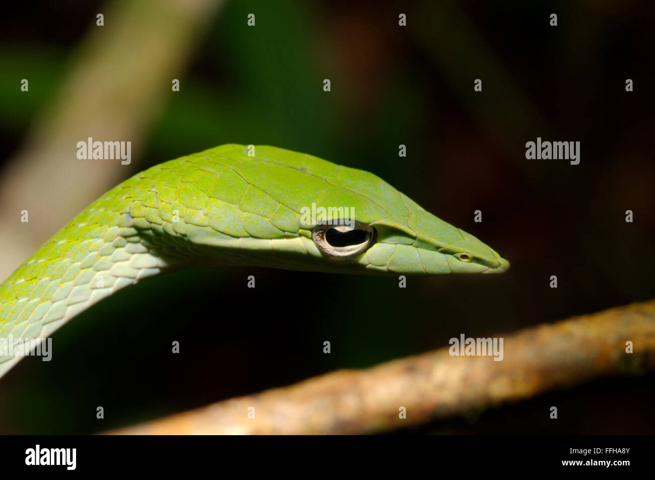 Arbre généalogique bec long serpent, serpent de vigne verte, Whip bec long serpent ou serpent de vigne asiatique (Ahaetulla nasuta) la réserve forestière de Sinharaja, Banque D'Images