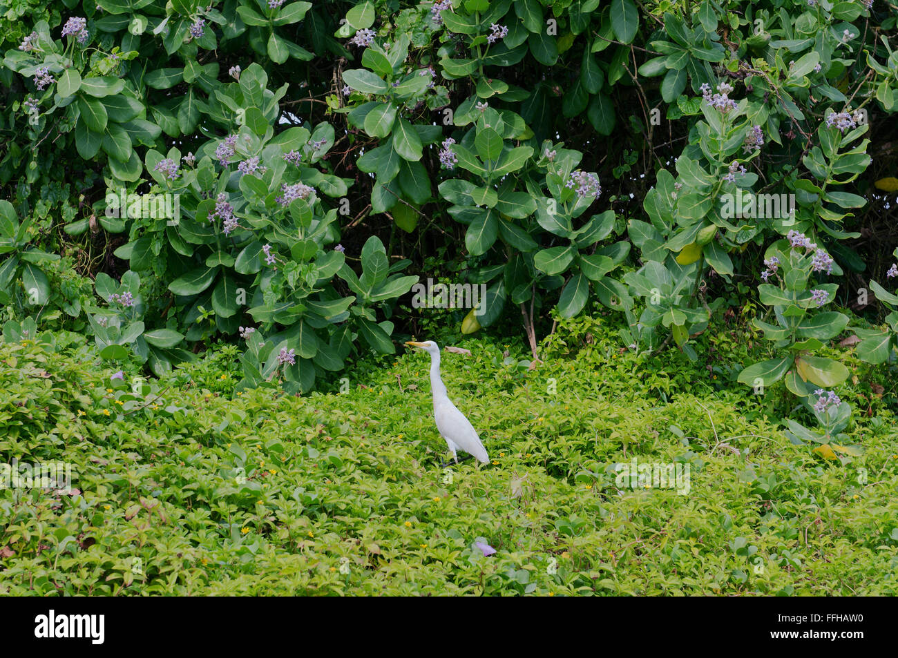 Aigrette garzette (Egretta garzetta) Hikkaduwa, Sri Lanka (Ceylan), l'Asie du Sud de l'île Banque D'Images