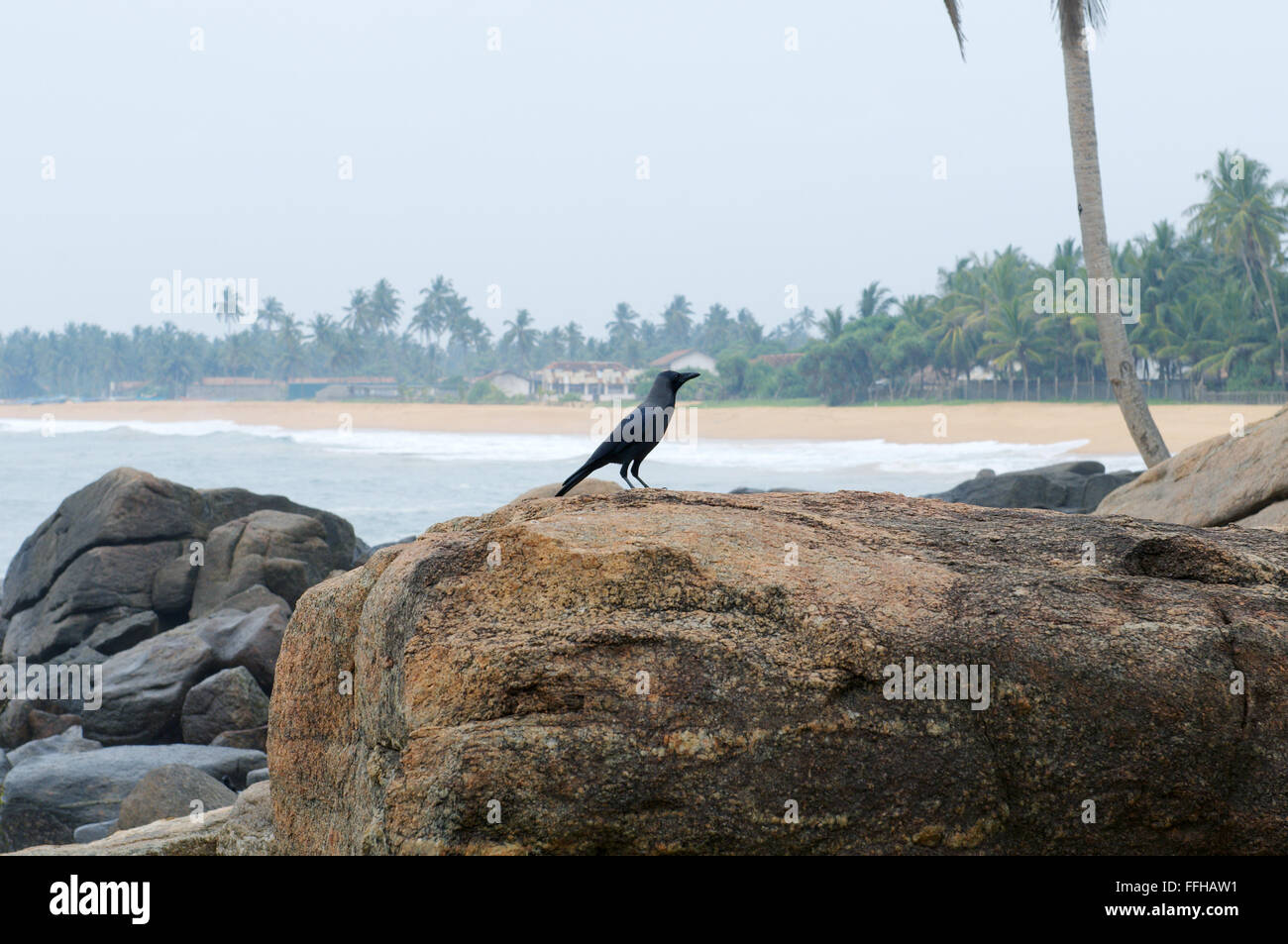 House crow, Indien crow, graynecked, Ceylan Colombo ou corbeau (Corvus splendens) assis sur un rocher sur la plage Banque D'Images