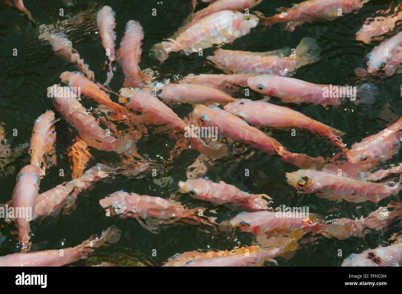 25 février 2016 - Un grand banc de poissons tilapia du Mozambique (Oreochromis mossambicus) dans une lagune d'Hikkaduwa river, Hikkaduwa, au Sri Lanka, en Asie du Sud © Andrey Nekrasov/ZUMA/ZUMAPRESS.com/Alamy fil Live News Banque D'Images