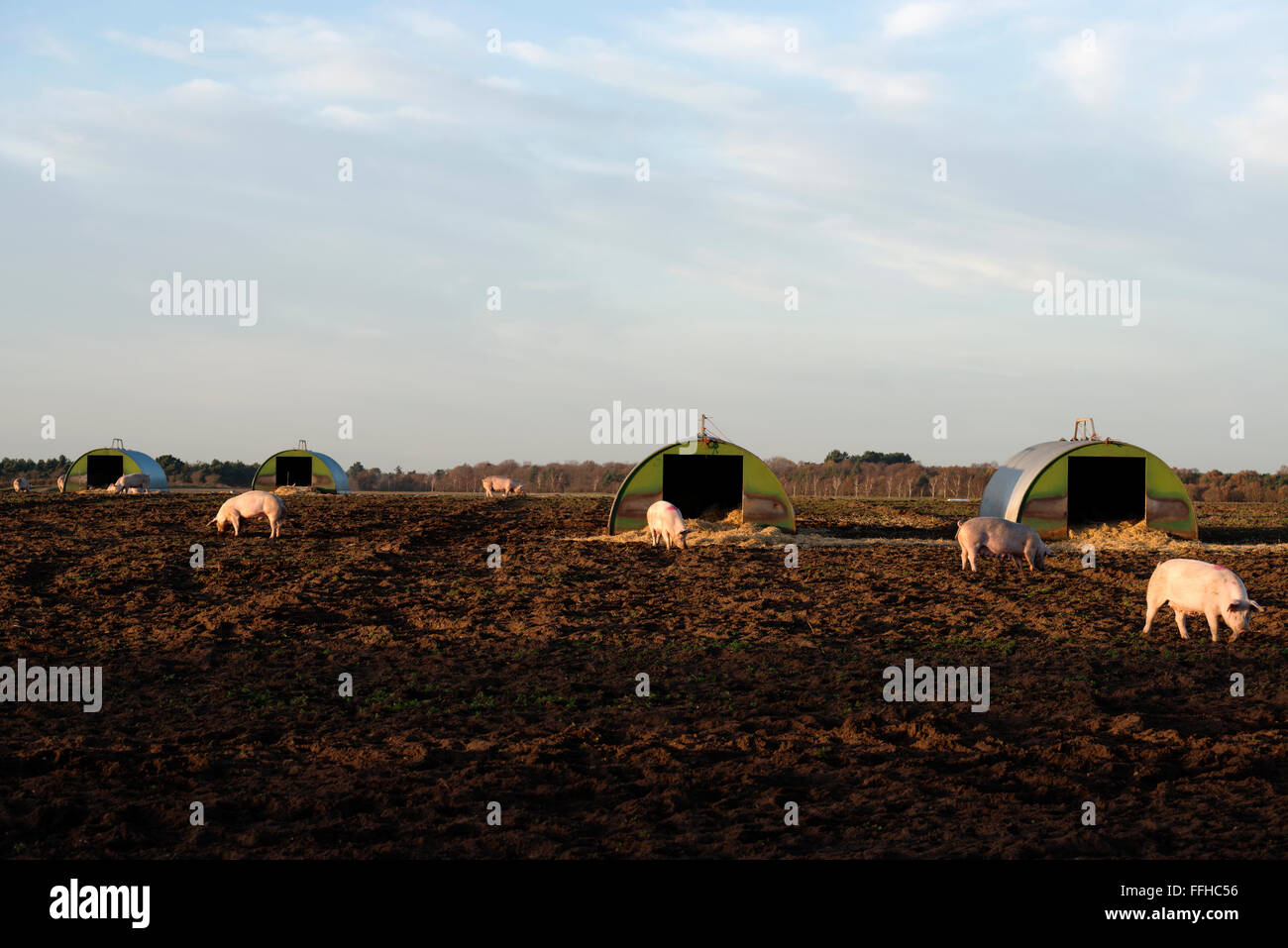 Les porcs en plein air - Heath UK Suffolk Banque D'Images