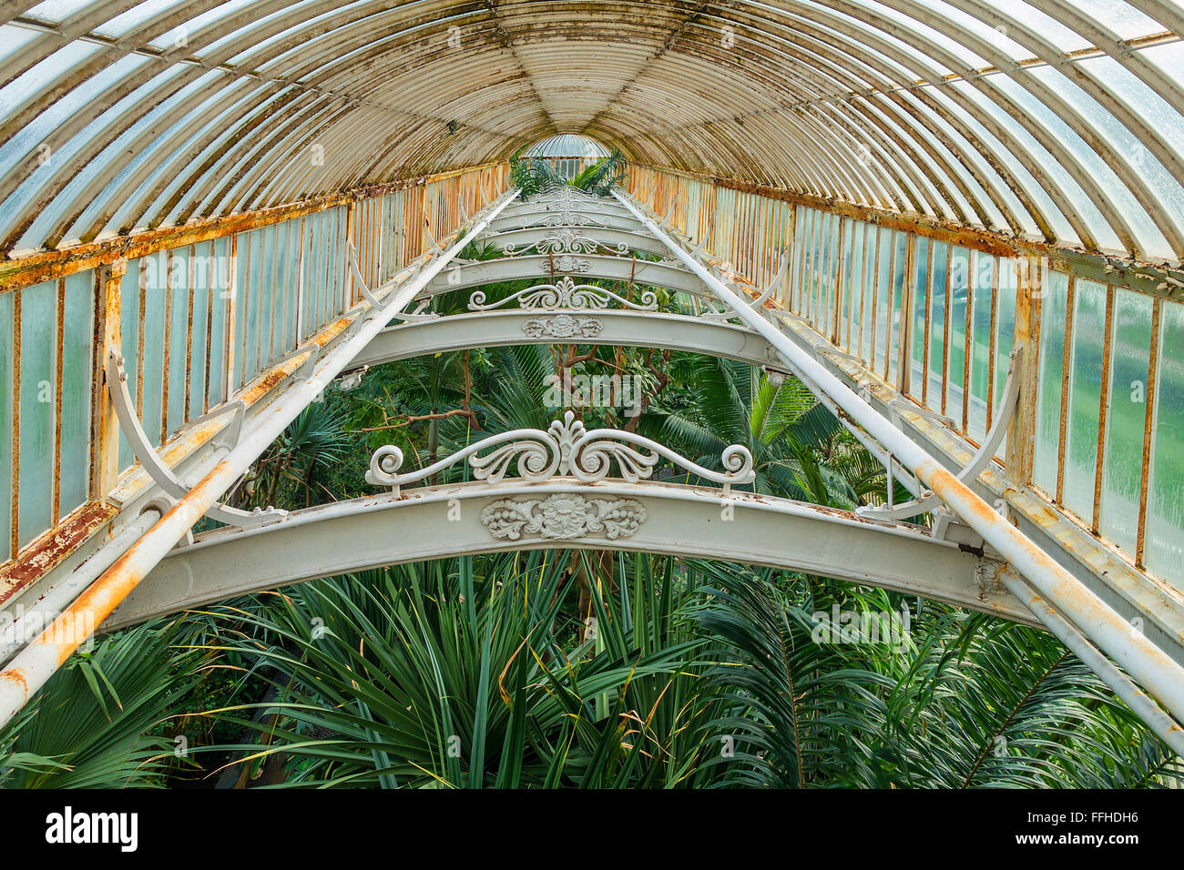 L'espace intérieur de toit Palm House Kew Garden Londres Angleterre Royaume-uni Banque D'Images