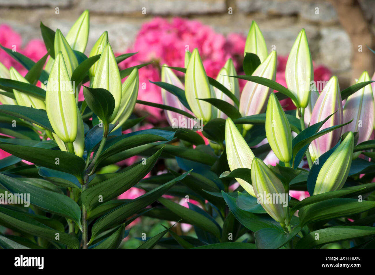 Lys oriental ou lilium aurata plantes avec reservoir fermé avant la floraison Banque D'Images