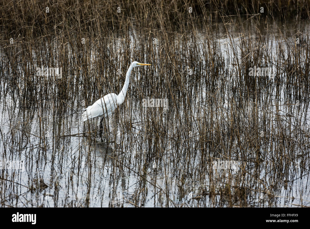 Egret, Ardeidae, Chincoteague National Wildlife Refuge, Virginia, USA Banque D'Images