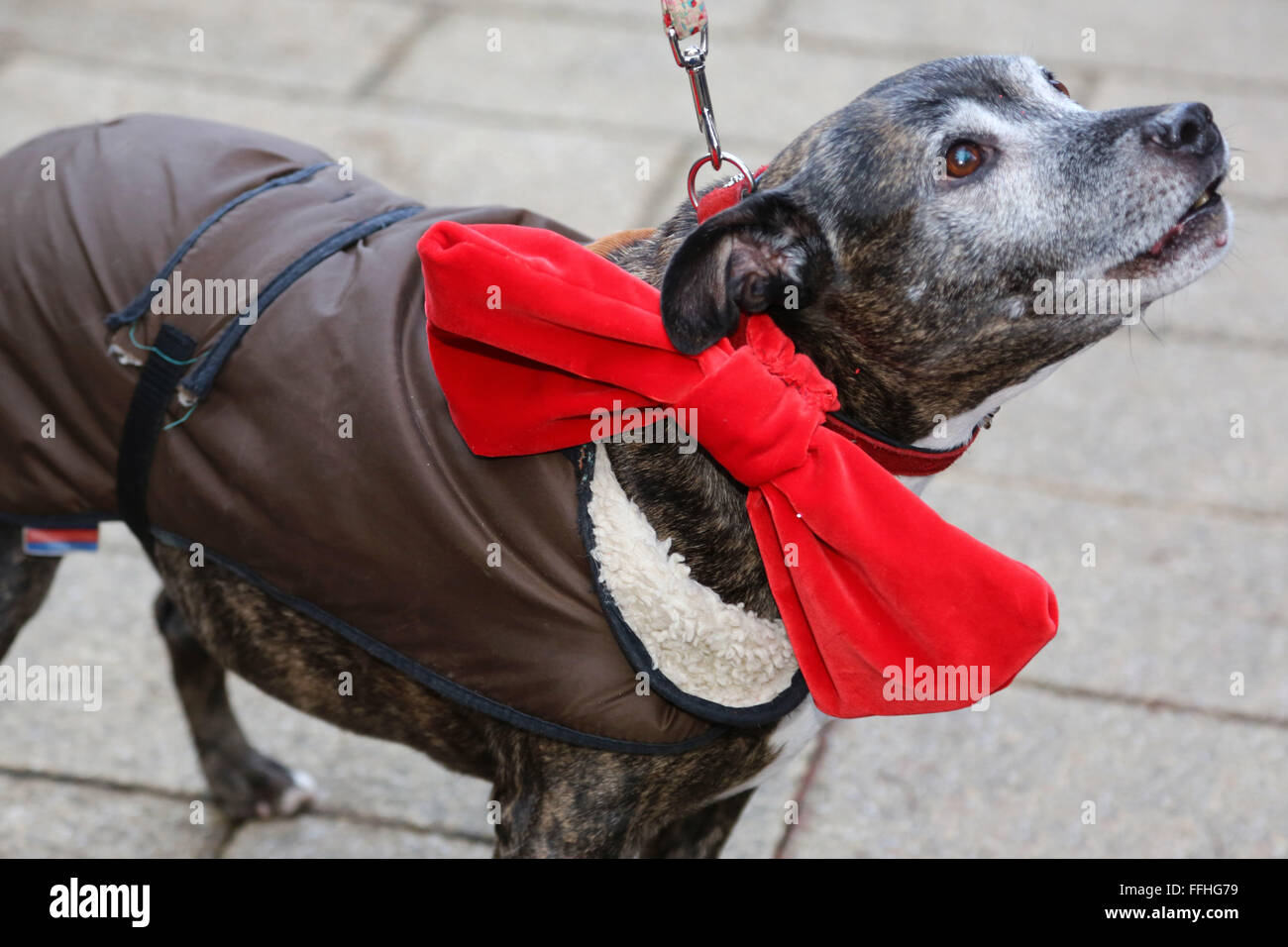 Londres, Royaume-Uni. 14 février 2016. Abbie le Staffie semble bon dans un grand arc rouge à la question tous les chiens Valentine's Dog Walk, Hampstead Heath, London Crédit : Paul Brown/Alamy Live News Banque D'Images