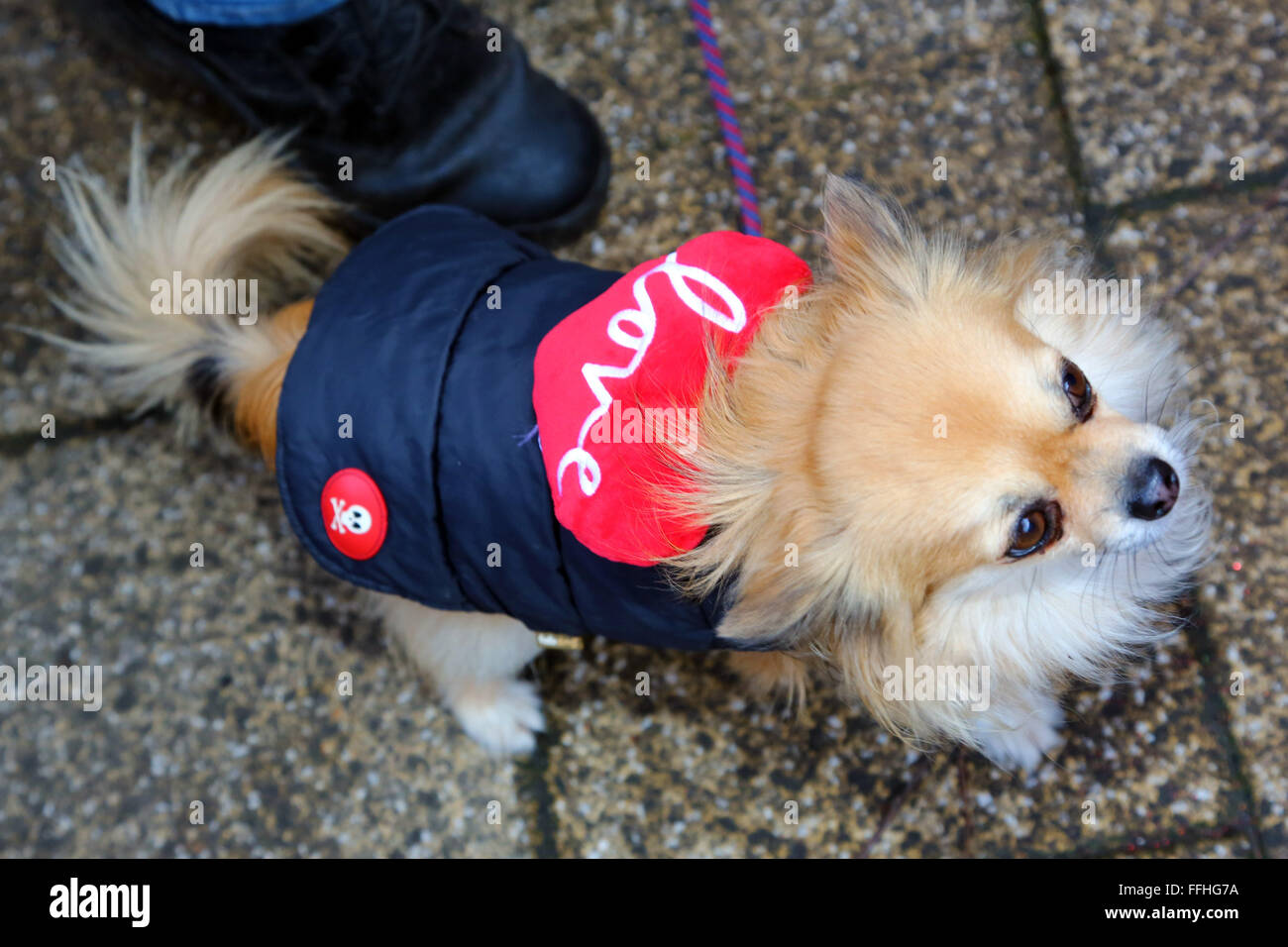 Londres, Royaume-Uni. 14 février 2016. Hunter le Chihuahua portant un coeur d'amour à tous les chiens l'affaire Valentine's Dog Walk, Hampstead Heath, London Crédit : Paul Brown/Alamy Live News Banque D'Images
