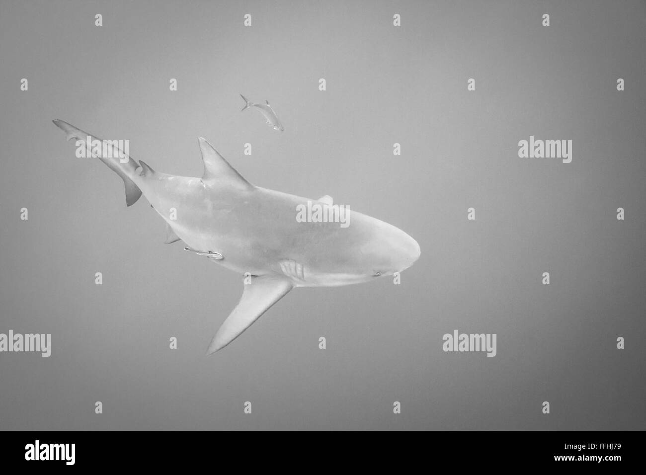 - Carcharhinus leucas requin taureau Banque D'Images