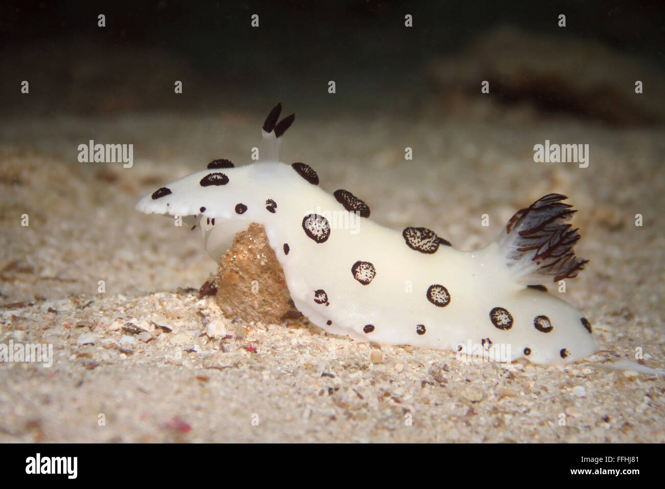 Nudibranch Jorunna funebris - en pointillé Banque D'Images