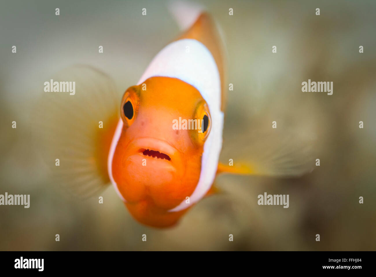 Poissons clowns 'Nemo' - Amphiprion polymnus Banque D'Images