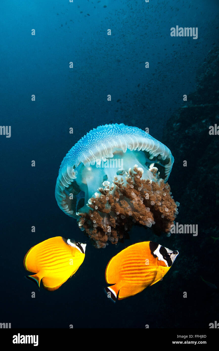 Les méduses et médiocre Banque D'Images