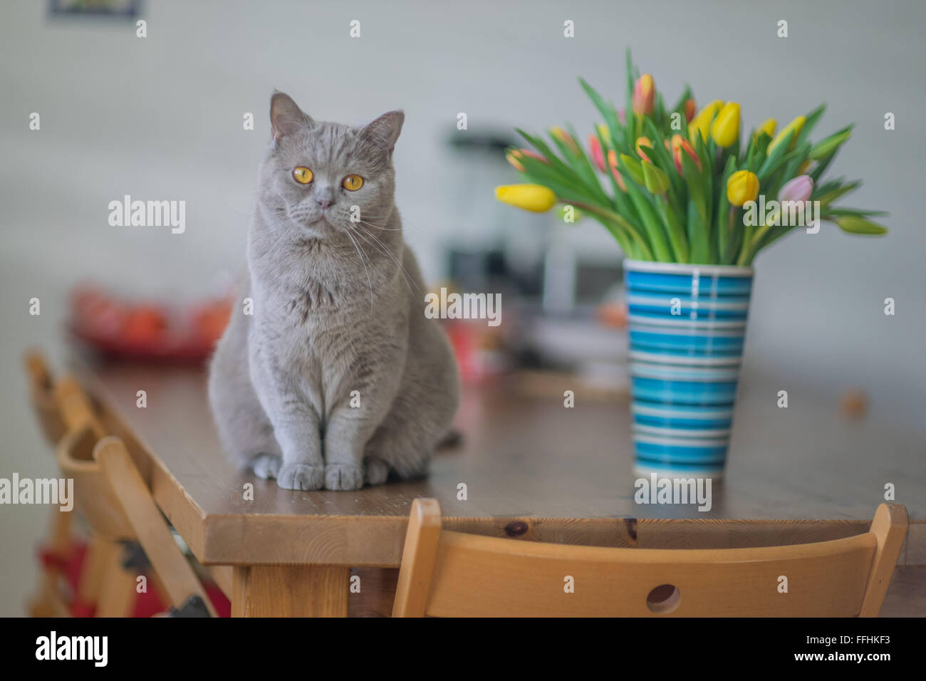 British shorthair lilas tomcat chat assis sur la table à l'affaire bouteille avec bouquet de tulipes au printemps fixant le regard multicolore Banque D'Images