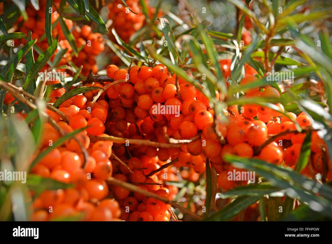 Arbustes d'Argousier plein de fruits rouges au début de septembre, Camber Sands, Sussex. Banque D'Images