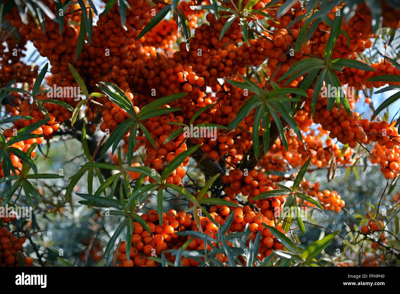 Arbustes d'Argousier plein de fruits rouges en septembre, Camber Sands, Sussex. Banque D'Images